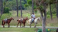 CUBAN COWBOY