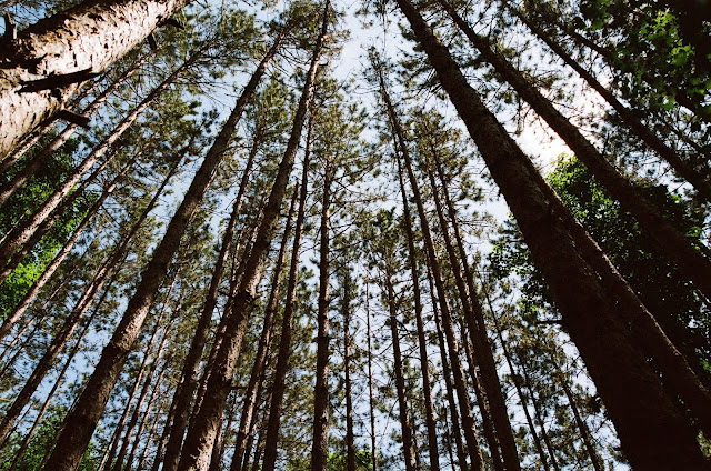 Large Tree Forrest with Trunks