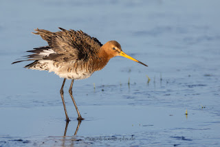 Wildlifefotografie Naturfotografie Dümmer See Uferschnepfe