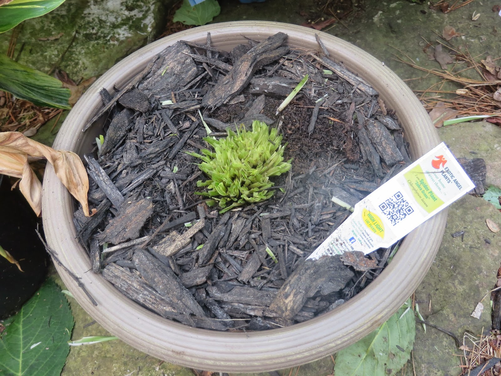 PrunePicker Chickens eat flowers and flower plants!