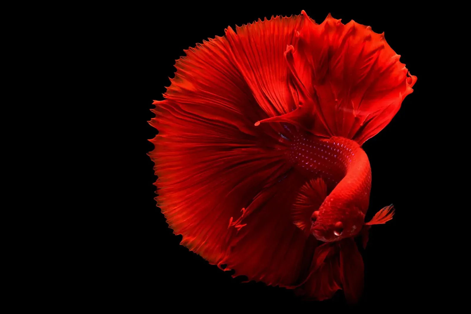 Pros and Cons of Buying a Betta Fish