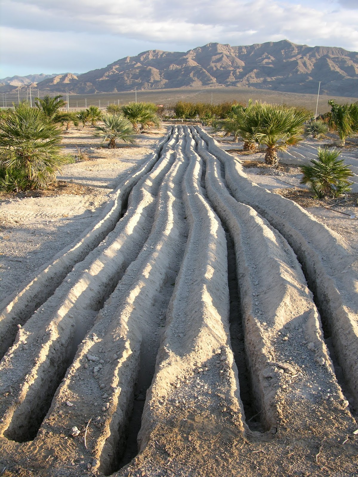 Xtremehorticulture of the Desert Growing Food in a Desert Climate