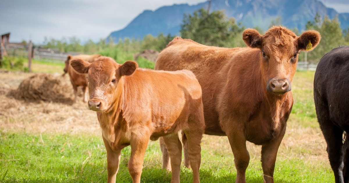 AFES Science and News Sustainable Agriculture Conference registration open