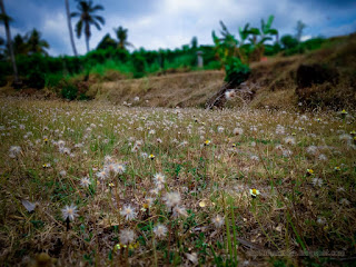 Stretch Of Wild Dried Meadow Flowers In The Farm Fields In The Dry Season North Bali Indonesia