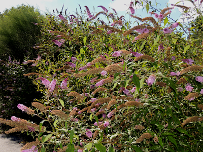 Buddleja davidii Franch. Buddleja davidii Franch.