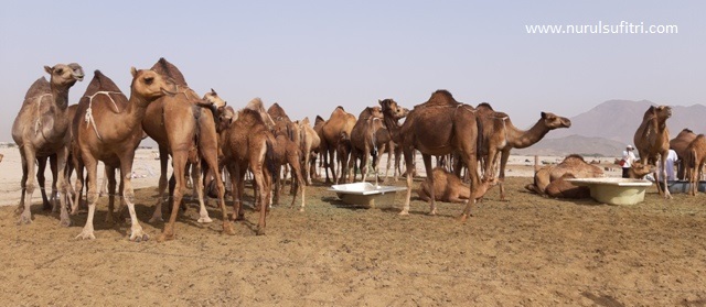 cerita pengalaman saya berkunjung ke peternakan unta camel farm di hudaibiyah arab saudi umroh alhijaz indowisata nurul sufitri travel lifestyle blogger review