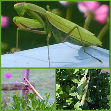 Les petites Bestioles