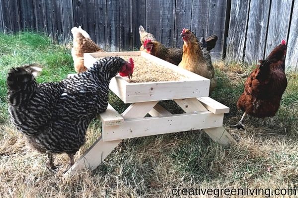 chicknic-table-chicken-picnic-table-chicken-feeder-chicken-feeders