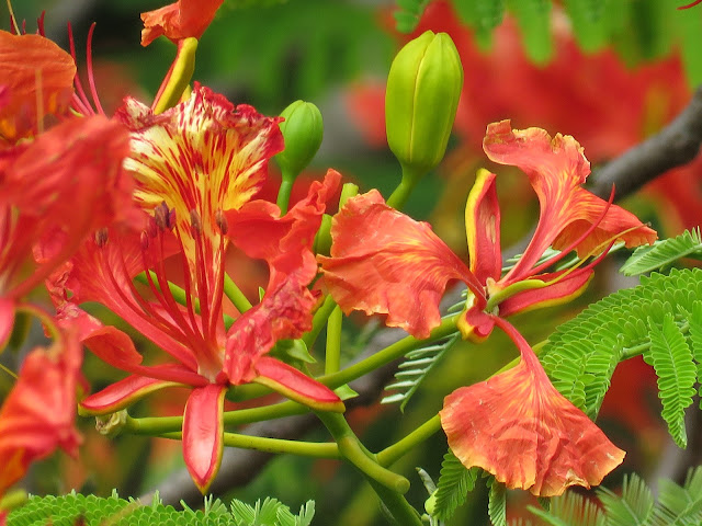 Bangladesh In My Eyes: Fowers of Bangladesh