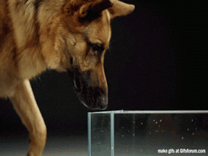 Now you know how dogs drink water.
