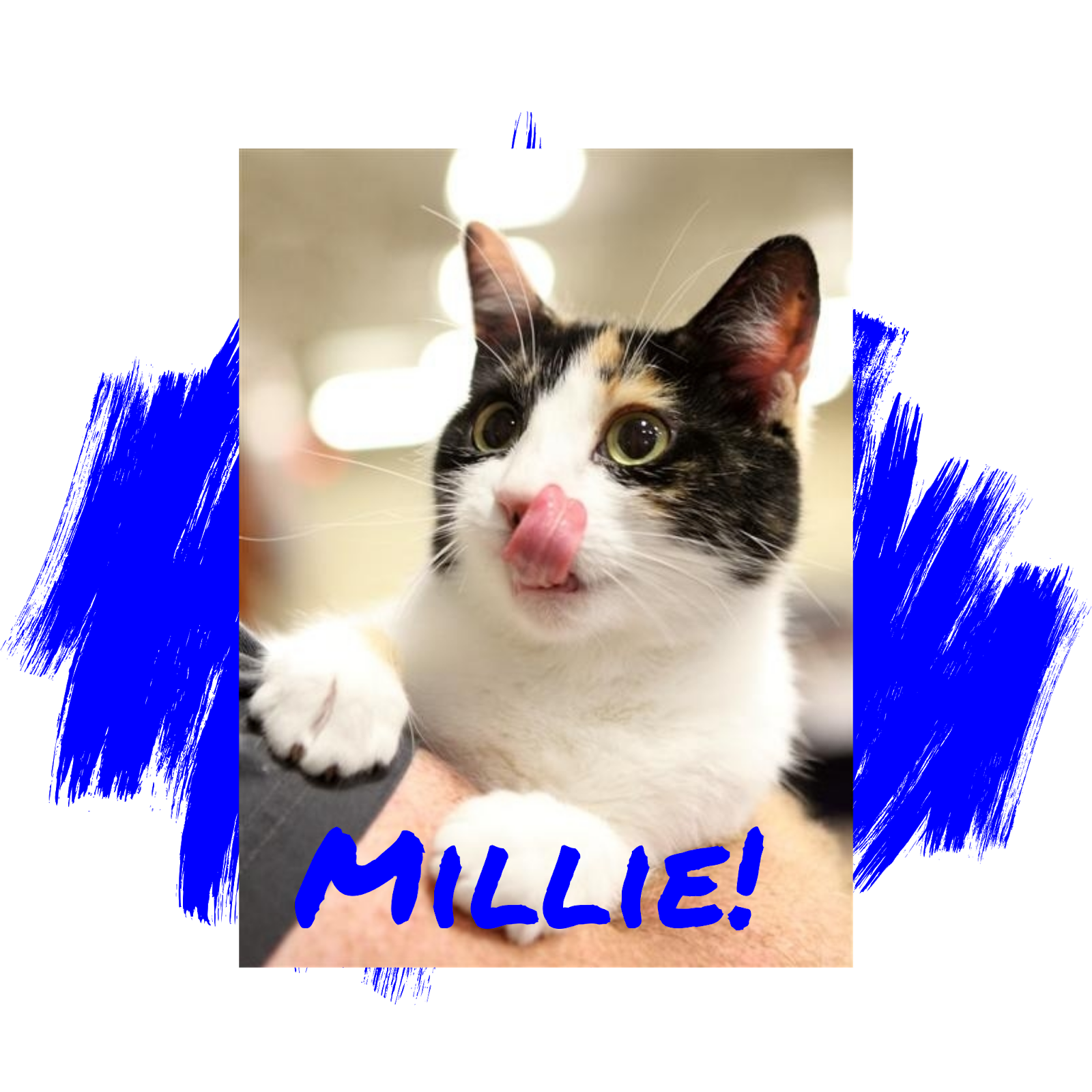 Friday's Friend! Cat Adoption, Homeless Animals Rescue Team from the