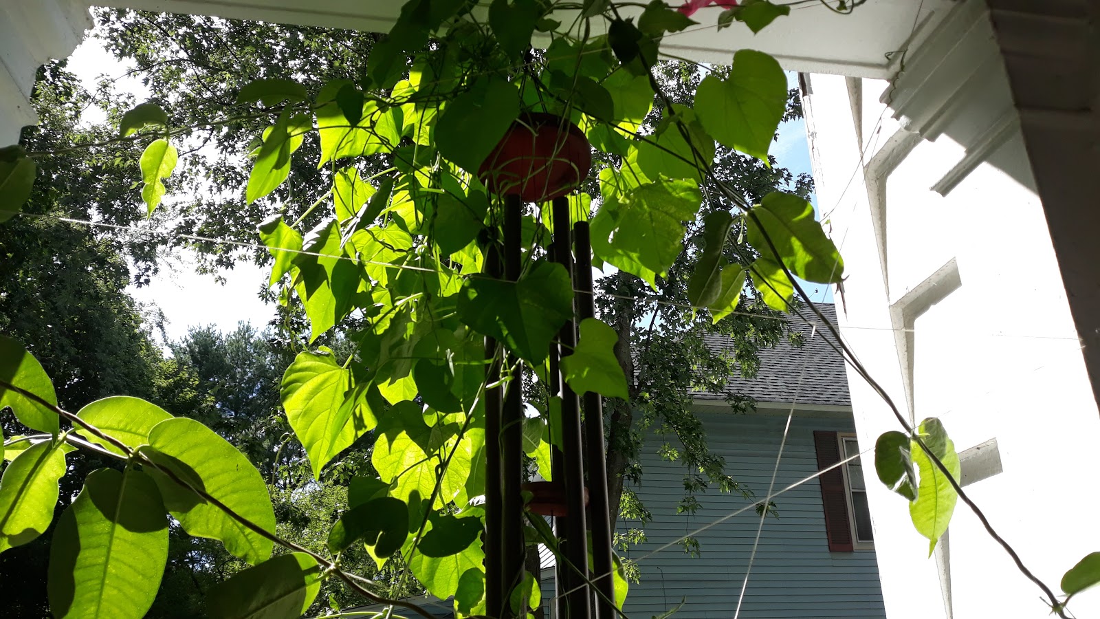 Writing Straight from the Heart Providing Support for Climbing Plants
