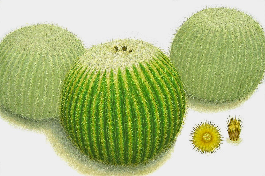 %D0%B8%D0%BB%D0%BB%D1%8E%D1%81%D1%82%D1%80%D0%B0%D1%86%D0%B8%D1%8F%2B%D1%85%D1%83%D0%B4%D0%BE%D0%B6%D0%BD%D0%B8%D1%86%D1%8B%2B%D0%98%D0%BD%D0%B3%D1%80%D0%B8%D0%B4%2B%D0%A4%D0%B8%D0%BD%D0%BD%D0%B5%D0%BD%2B(Ingrid%2BFinnan)%2B%D0%BA%D0%B0%D0%BA%D1%82%D1%83%D1%81%2BEchinocactus%2Bgrusonii Как красят иголки у кактусов