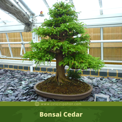 Bonsai Cedar