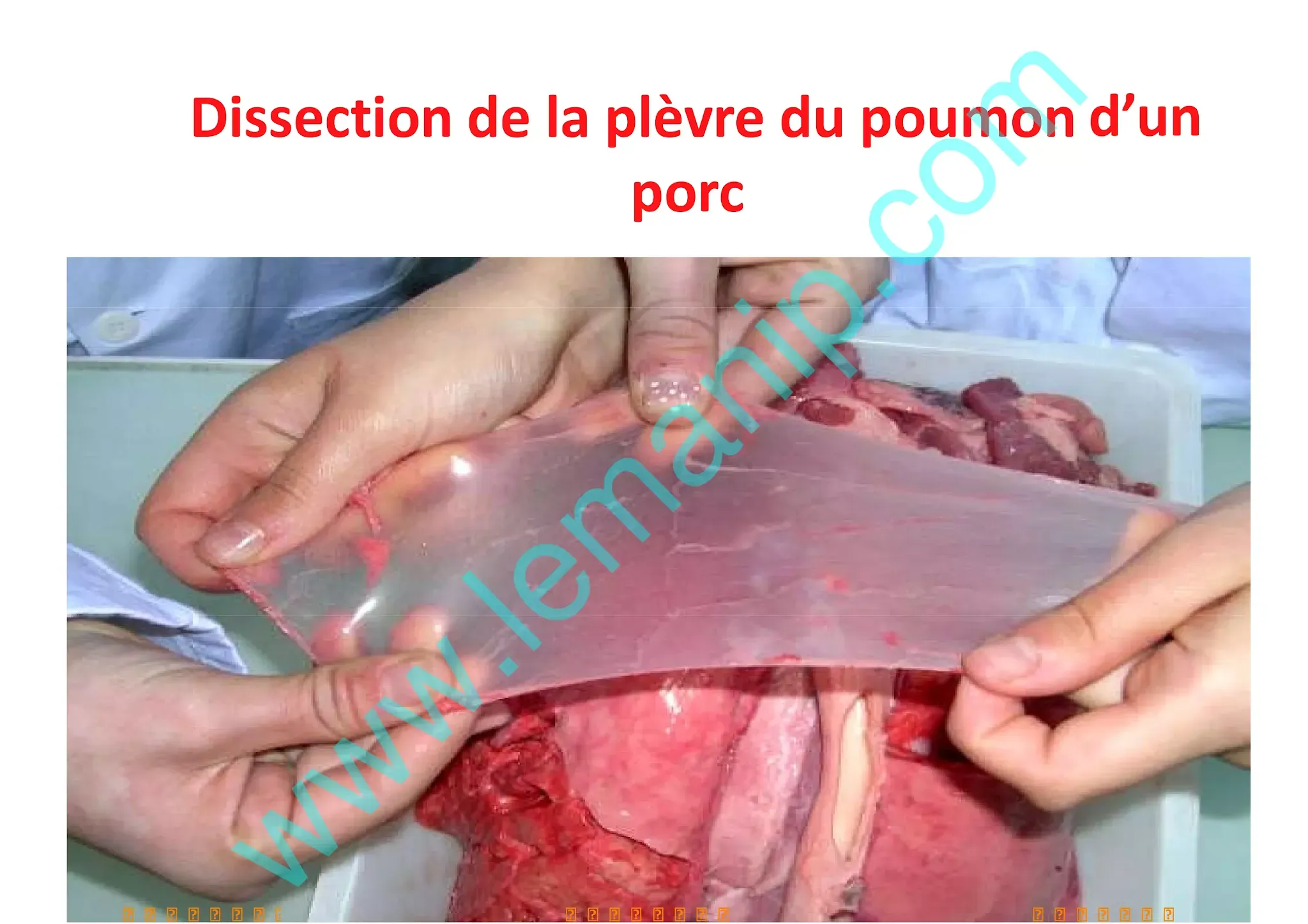 Dissection de la plèvre du poumon d’un porc