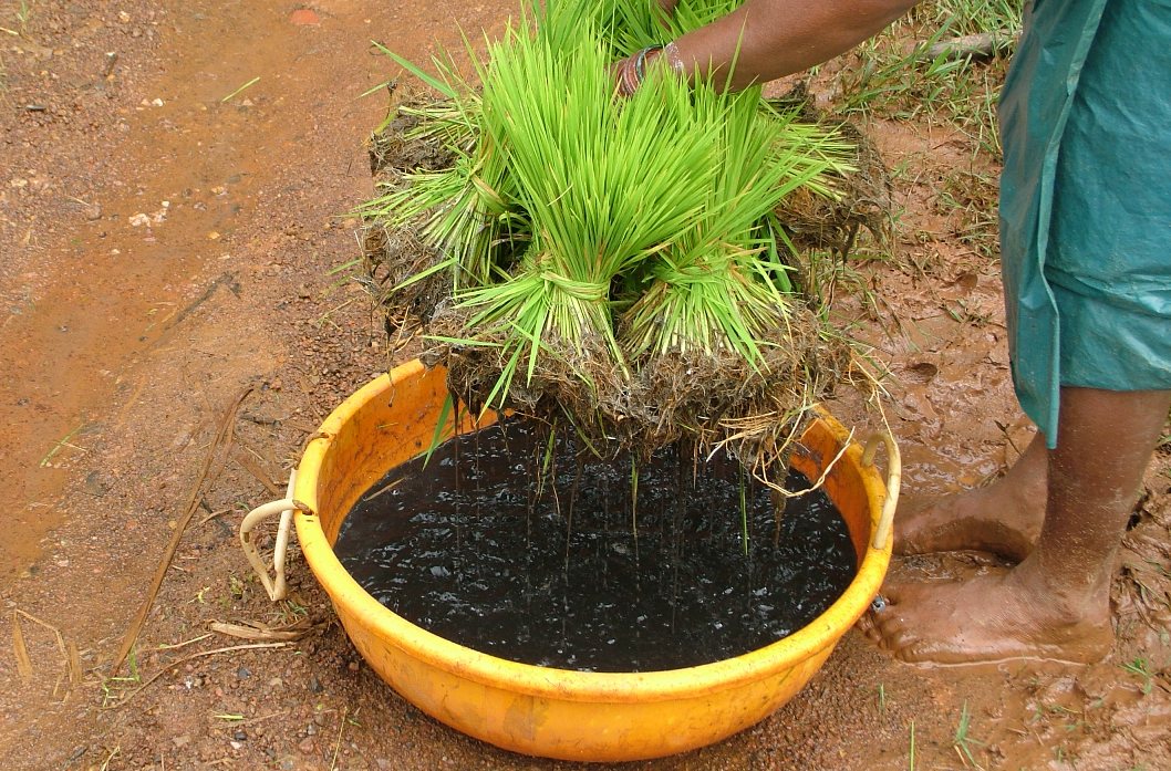 Biofertilizers The Need of the Hour TechGape