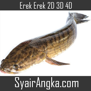 Erek Erek Ikan Gabus 2d 3d 4d Di Buku Mimpi Dan Kode Alam Syairangka Com Erek Erek Ikan Gabus 2d 3d 4d Di Buku Mimpi Dan Kode Alam Syairangka Com