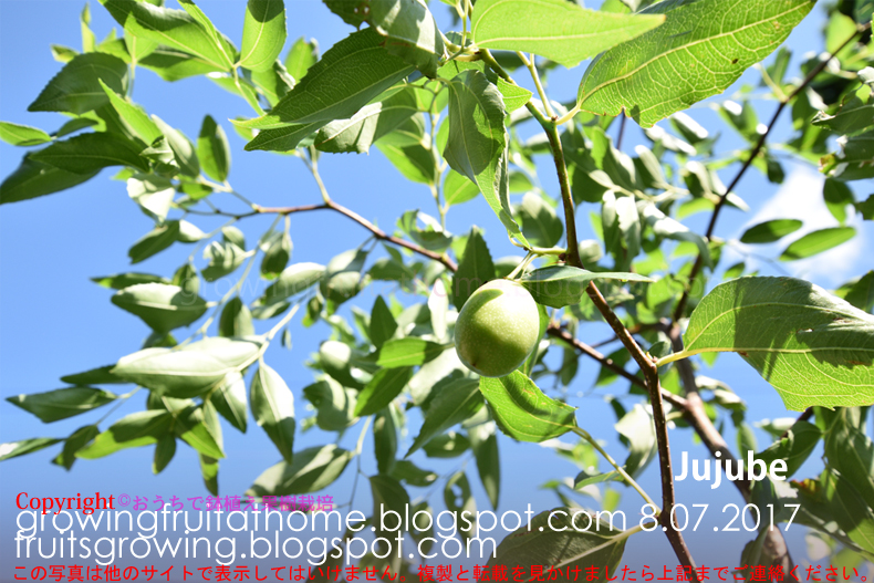 棗（ナツメ）の品種一覧 苗木の種類】｜果樹の苗の種類☆果樹オタクのための栽培品種の一覧データベース