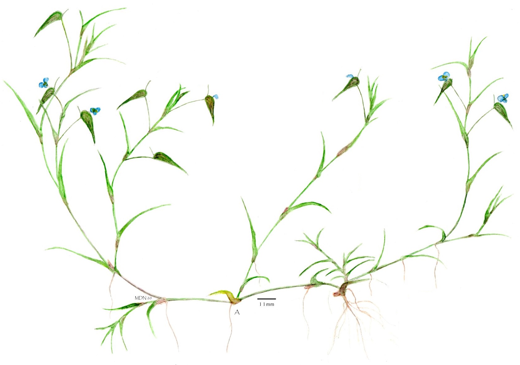 Species New to Science [Botany • 2021] Commelina youngii