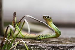 flying snake snakes jungle glide wind animals through air treehugger