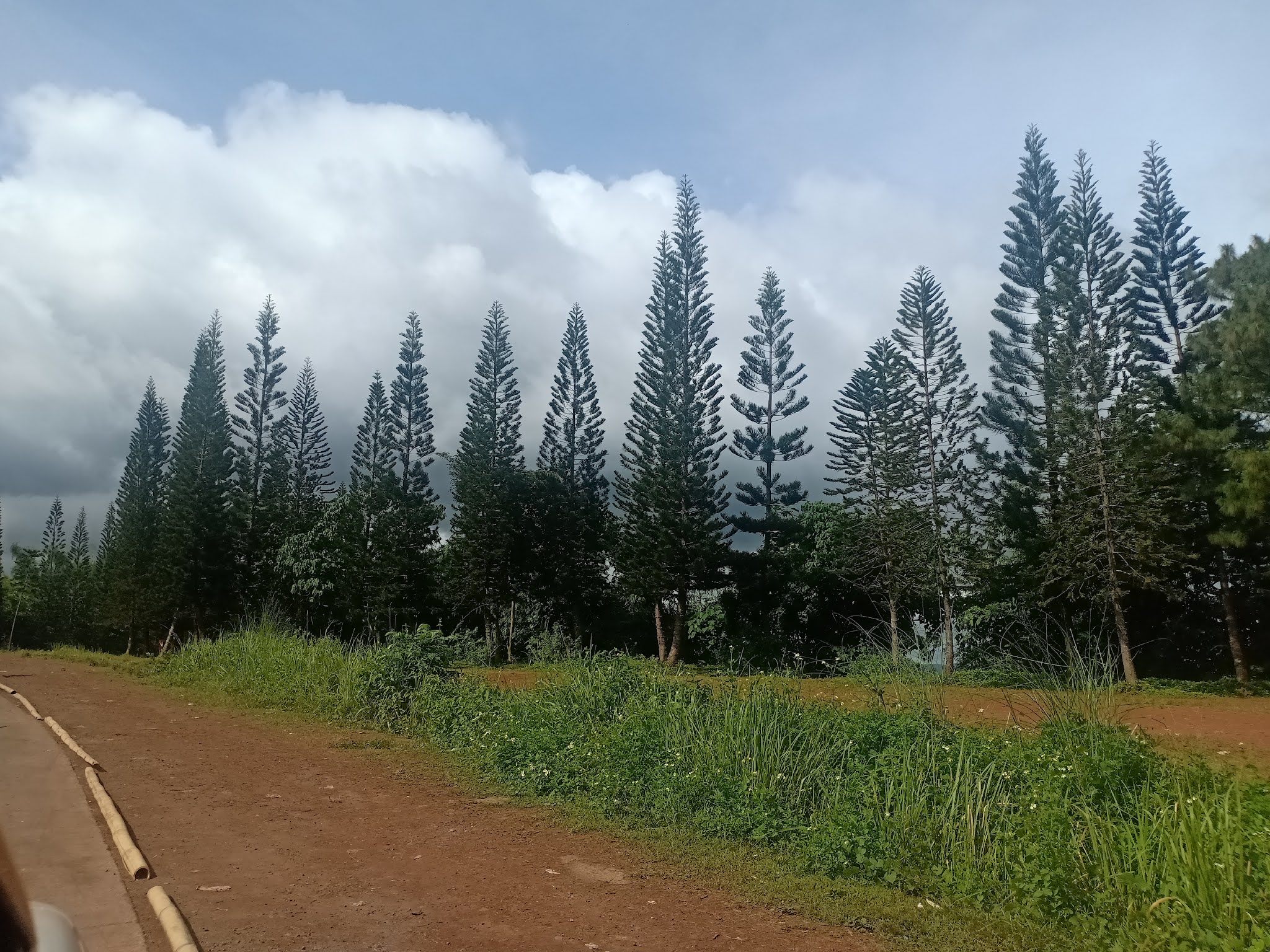 In Love With Sunflower Little Baguio Of Antipolo