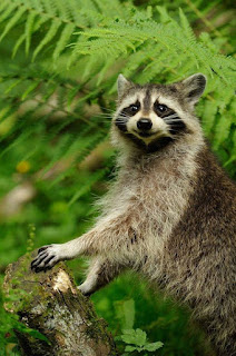 mapache sonriente