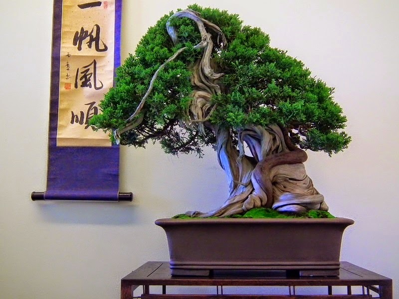 Exposição Bonsai Porto