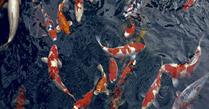 outdoor-kitchen-koi-pond-size-shape