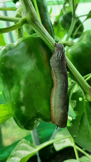 Slug on pepper