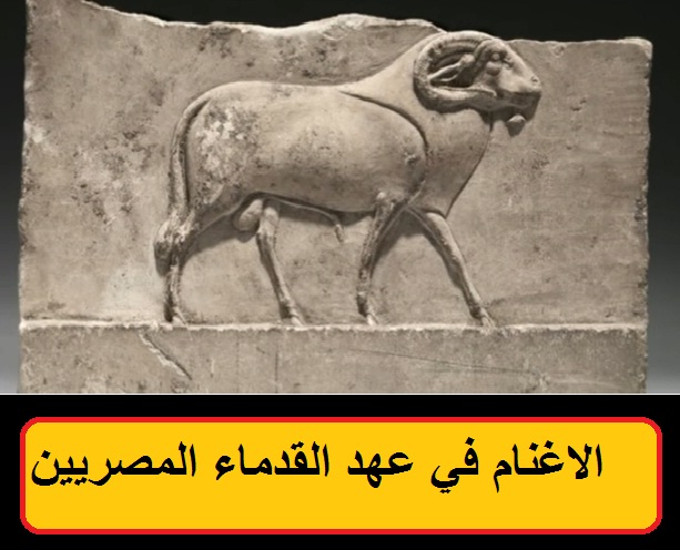 الغنم النعيمي