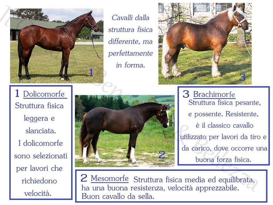 Riconoscere la buona forma fisica del cavallo Riconoscere la buona forma fisica del cavallo