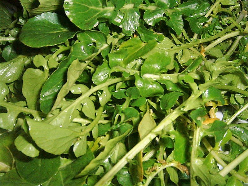 HOW TO GROW WATERCRESS FROM SEED The Garden of Eaden