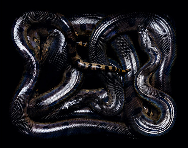 Фотограф Гвидо Мокафико (Guido Mocafico): змеи