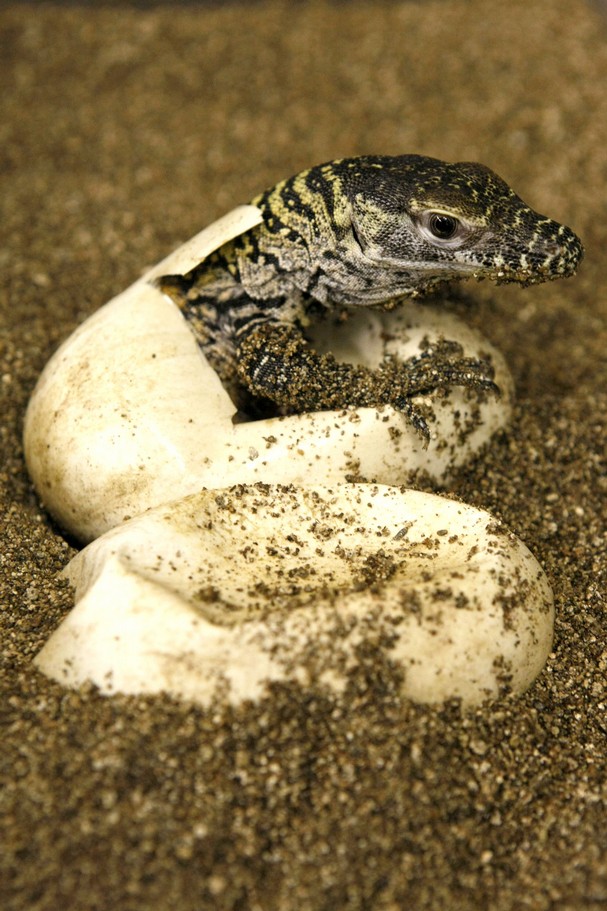 AnimalPalooza: Baby Komodo Dragons Born At The Memphis Zoo