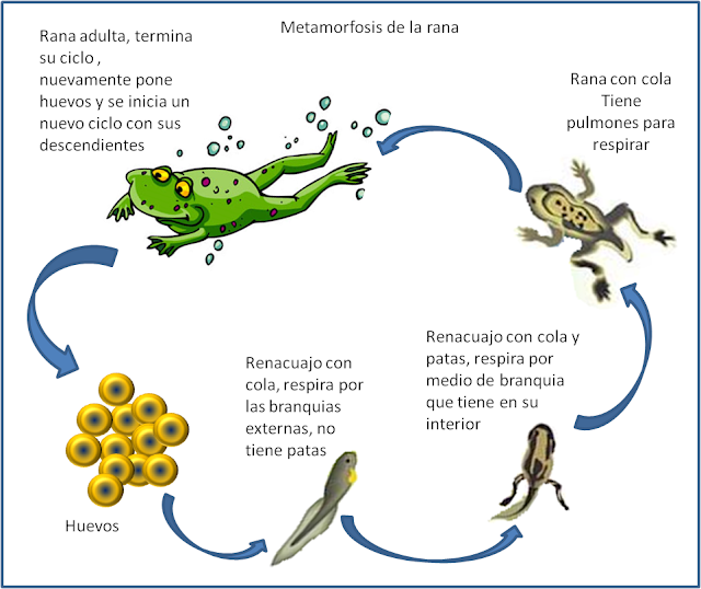 ANFIBIOS