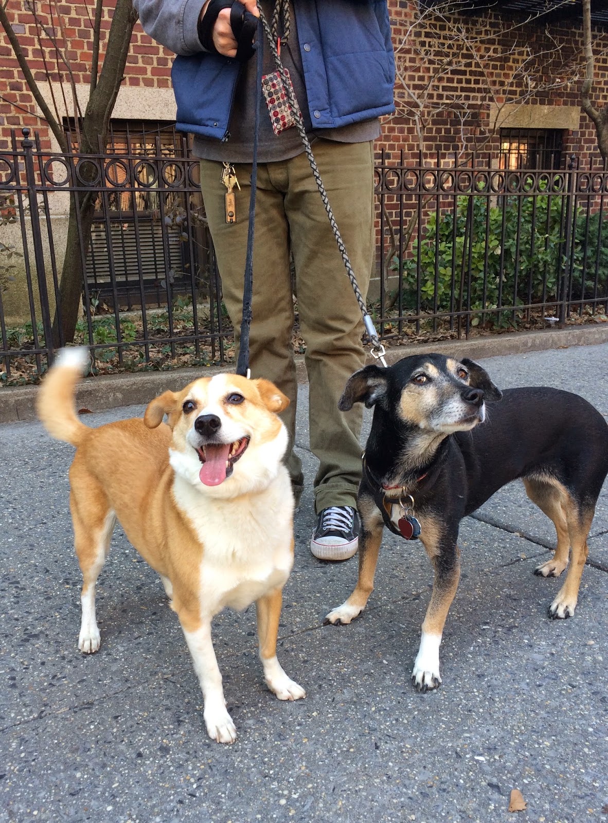 Jason The Dog Walker and Company.