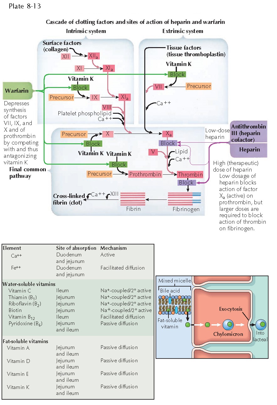 VITAMIN K DEFICIENCY AND VITAMIN K ANTAGONISTS pediagenosis