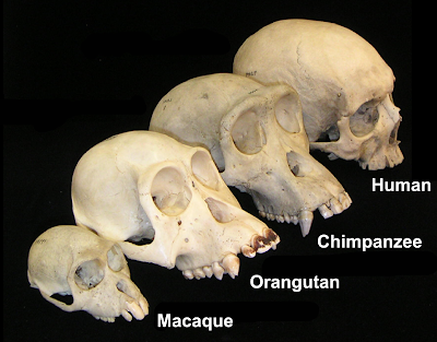 sarja kuva suku puoli prinsessa persikka
