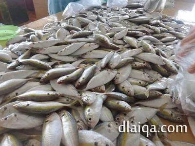 Tips Memilih Ikan Segar