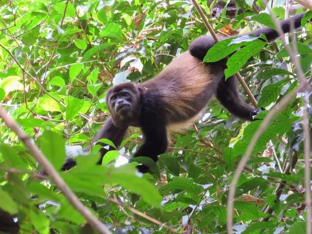 Costa Rica Wildlife: Howler Monkey in Manuel Antonio National Park