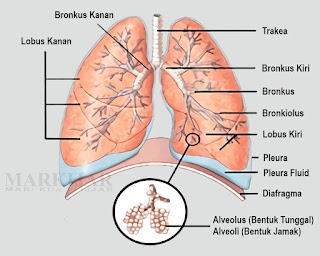 Ada berapa lobus paru-paru kiri dan ada berapa lobus paru-paru kanan