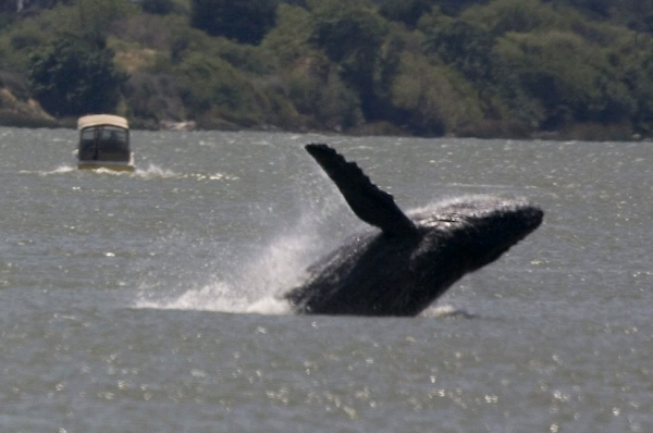 Whale swallows lobster diver, rejects him as meal Whale swallows lobster diver, rejects him as meal