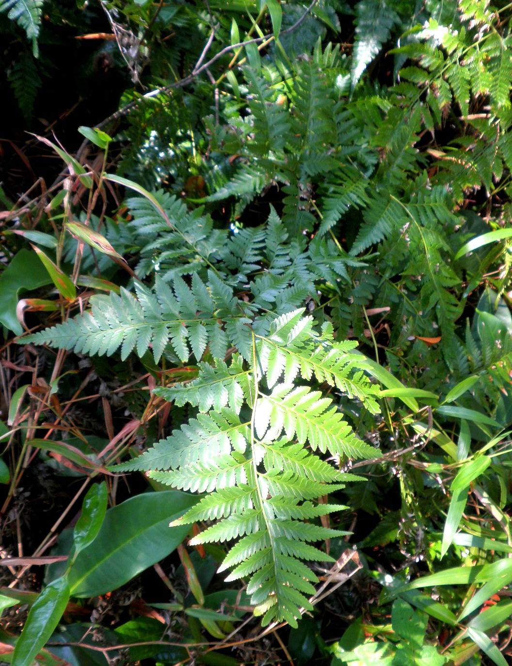 WE LOVE PLANT so its our turnn)