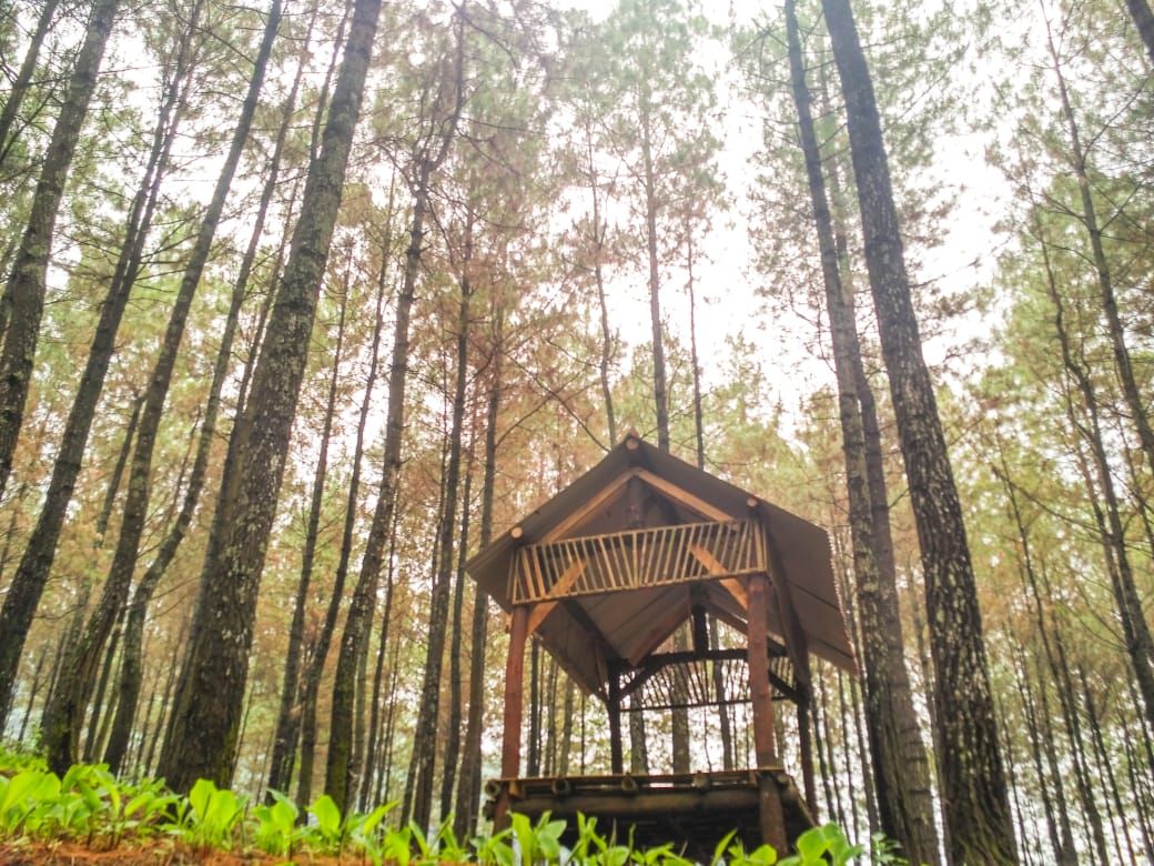 Puthuk Panggang Welut Keindahan Hutan Pinus Dan Suasana Asri