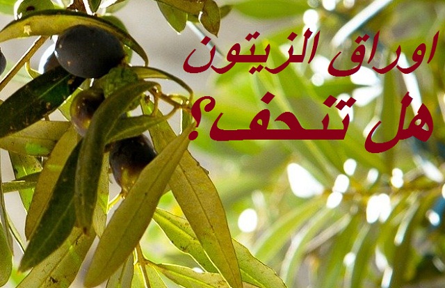 ما هي الفوائد الحقيقية لأوراق الزيتون لإنقاص الوزن؟