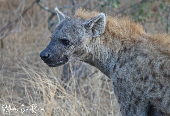 Hiena en Shukuza, Kruger