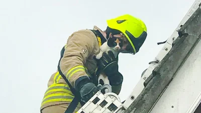 Calico cat rescued after being trapped under roof-mounted solar panels