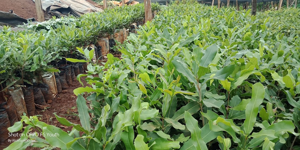 Rich Farm Kenya Profitable Agribusiness Ideas in Fruit Farming