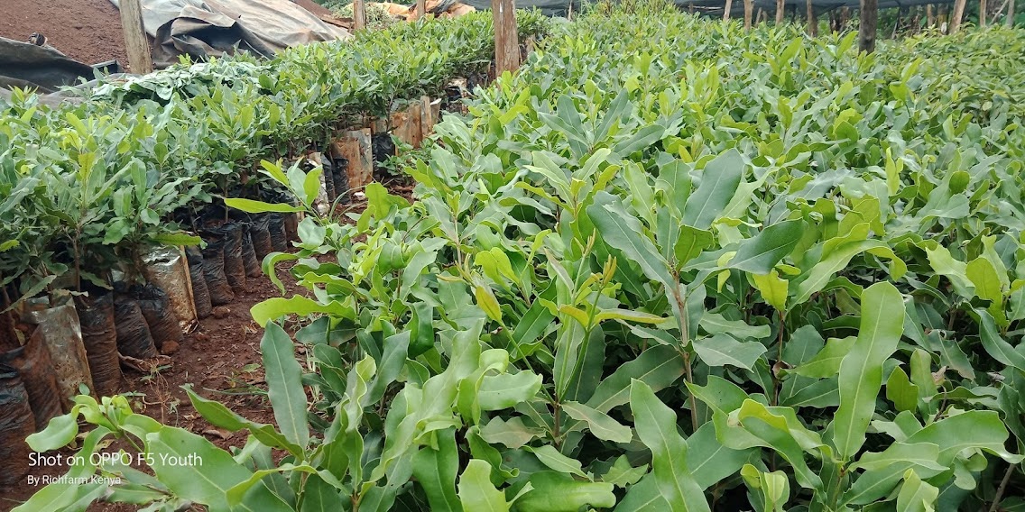 Rich Farm Kenya Profitable Agribusiness Ideas in Fruit Farming