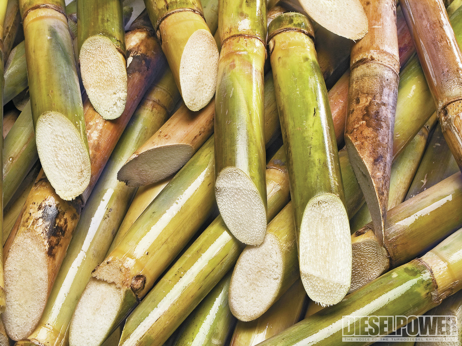 Сахарный тростник производство. Сахарный тростник культивируемый. Манго и сахарный тростник. Сахарный тростник в Бразилии. Сахарный тростник в Южной Азии.